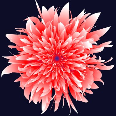 İzole edilmiş kasımpatı çiçeği. İzole edilmiş lonca çiçeği. Harika bir çiçek. Mandala. Floresan çiçekleri. Neon işareti. Işıldayan neon. Vektör Mandala izole edildi. Vektör illüstrasyonu.