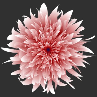 İzole edilmiş kasımpatı çiçeği. İzole edilmiş lonca çiçeği. Harika bir çiçek. Mandala. Floresan çiçekleri. Neon işareti. Işıldayan neon. Mandala izole edildi.