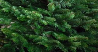 Döngü. Büyük kabarık Noel ağacı kameranın önünde yavaşça döner.