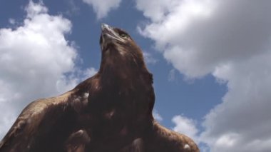 Yırtıcı kuş kanatlarını açtı ve mavi gökyüzüne ve beyaz bulutlara dikkatlice baktı.