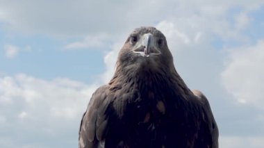 Berkut Akşam Gökyüzüne Karşı. Yırtıcı bir kuş kanatları katlı oturur ve günbatımı gökyüzünün arka planına dikkatlice bakar.