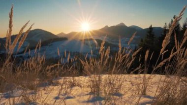 Güzel güneşli manzara, soğuk sabah gündoğumu, kış Alp Dağları manzarası. Dolly karlı doğa 4K ön planda kuru çimlerin üzerinde çekim yaptı.