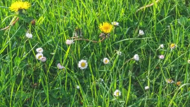 Time Lapse White Daisy Flowers Dandelion Flowers Blooming Fast Fresh — Video Stock