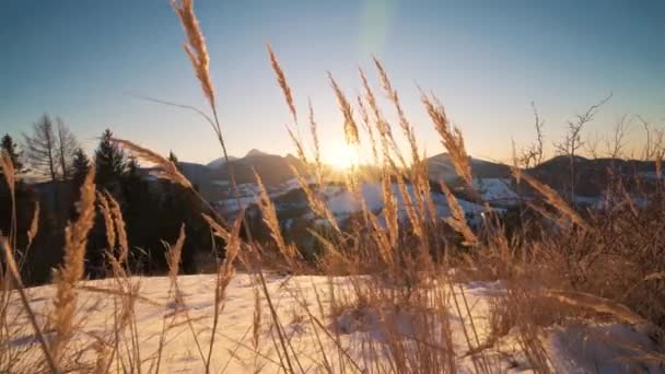 Nature Golden Colors Sunrise Dry Grass Winter Alpine Country Landscape — Wideo stockowe