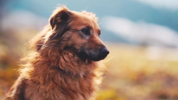 Portrait Cute Brown Crossbreed Dog Mixed Breed Looking Autumn Nature — Vídeos de Stock