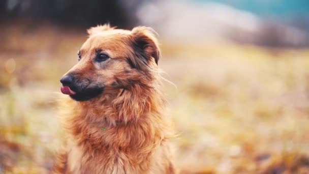 Portret Van Schattige Bruine Hond Van Likken Zijn Neus Kijkt — Stockvideo