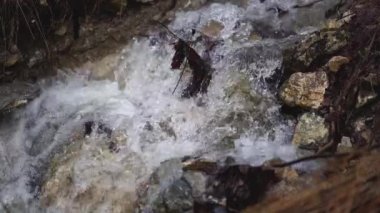 Slow motion of crystal clear mountain stream water flow in forest nature. Drinking water in natural scenery national park. 