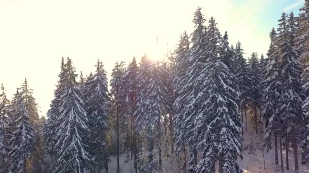Sun Shining Trough Snowy Trees Frozen Winter Forest Nature Landscape — Wideo stockowe