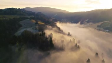Vadide sis olan sis ülkesinin havadan panoramik görüntüsü. Sonbahar gündoğumu sabahı orman manzarası üzerinde destansı bir uçuş..