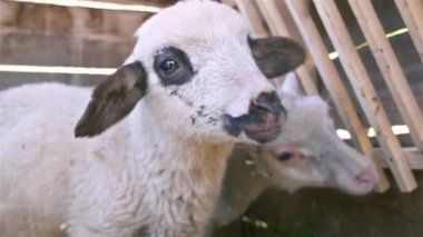 Ahşap ahırdaki küçük organik çiftlikteki Şirin Genç Koyun Portresi. Çiftlik hayvanları, tarım.. 