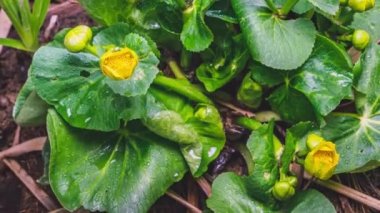 Sarı Bahar Bataklığı 'nın zaman aşımı çiçekleri kaltha palustris bataklık ilkbahar çayırında hızla çiçek açar. Büyüyen Zaman Çizelgesi 4K, Eğik Çekim 