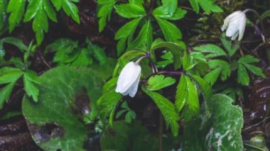 Yeşil orman parkında hızla açan Anemone nemorosa güzel beyaz bahar çiçeklerinin zamanaşımı. Büyüyen Zaman Uygulaması 
