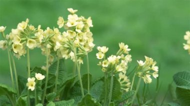 Güzel Taze Bahar İnek Süzmesi Primula Veris çiçekleri rüzgarda sallanıyor güneşli sabah doğasında yeşil çayırlarda. Dolly shot, Pan, yakın çekim 