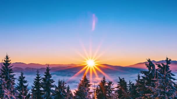 Time Lapse Beautiful Sunny Morning Winter Forest Nature Sun Rising — Stockvideo