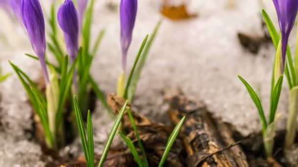 Time Lapse Violet Crocus Flowers Blooming Snow Melting Fast Sunny — Wideo stockowe