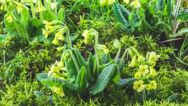 Відеофільм Жовта Весняна Квітка Швидко Розквітає Моховій Луці Зеленій Природі — стокове відео