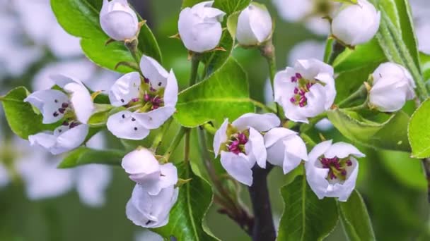 Časová Prodleva Closeup Bílých Ovocných Květů Kvetoucích Čerstvé Hruškovníku Větev — Stock video