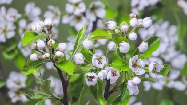 Проміжок Часу Квітів Білих Плодів Цвітуть Свіжому Гілці Груші Красивій — стокове відео