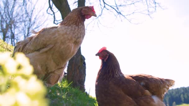 在阳光明媚的春日 在自由放养的有机农场的树下绿草草场上 黄鸡的视角很低 健康的农业 — 图库视频影像