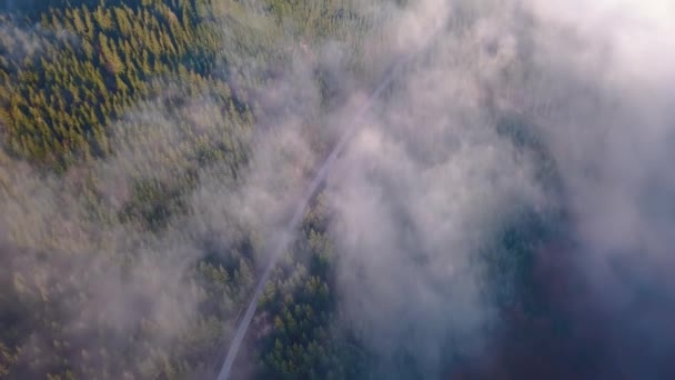 Αεροφωτογραφία Του Misty Δασικό Δρόμο Στην Άγρια Φύση Στην Όμορφη — Αρχείο Βίντεο