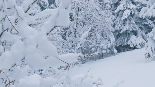 寒い冬の自然を背景に凍結雪の森の木 ドリーショット — ストック動画