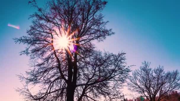 Time Lapse Beautiful Colors Sunrise Big Old Beech Tree Silhouette — Video Stock
