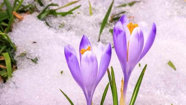 Время Уборки Урожая Красота Цветков Фиолетового Крокуса Цветет Снег Быстро — стоковое видео