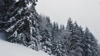 Yavaş kar yağışının güzelliği, kış ormanlarının arka planında kar yağıyor, donmuş kış karlı doğası. Noel zamanı, Panoramik manzara. 