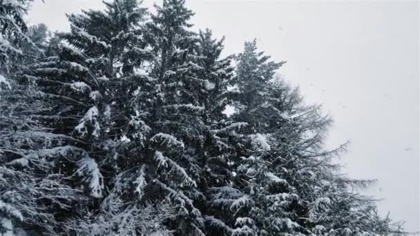雪の美しさは 冬の森の背景に雪が降っているスローモーション 凍結冬の雪の性質 クリスマスの時間だ — ストック動画