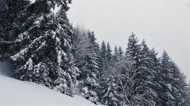 Beauty Slow Motion Snow Falls Snowing Winter Forest Background Frozen — Vídeos de Stock
