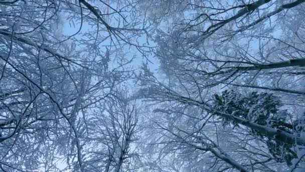 寒い冬の自然の背景に雪の木冠と屋外の背景に枝に雪と魔法の冷凍森を見上げます 自然の風景の中で凍結日 — ストック動画