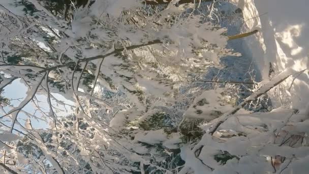 寒い冬の自然を背景に雪の木と美しい凍結森林 国立公園の凍結屋外自然景観の晴れた日 — ストック動画