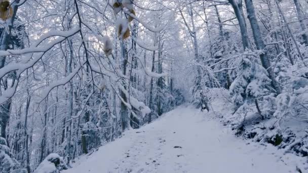 Winter Forest Nature Frozen Snowy Trees Peaceful Snowy Background Freeze — Stockvideo