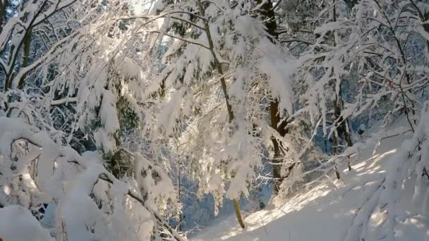 美丽的冰冻森林 冰雪覆盖的树木 寒冷的冬季自然背景 阳光灿烂的日子里 国家公园的室外自然景观被冻住了 — 图库视频影像