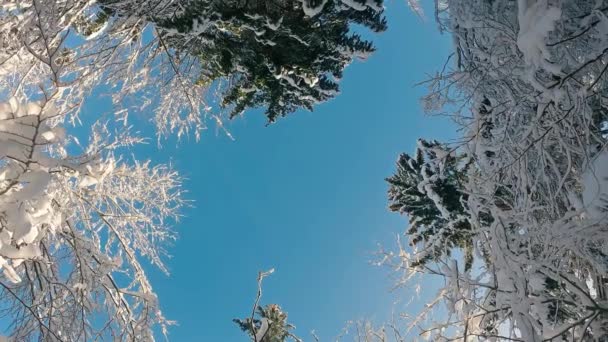Vinter Bakgrund Frysta Träd Kronor Solig Dag Med Blå Himmel — Stockvideo