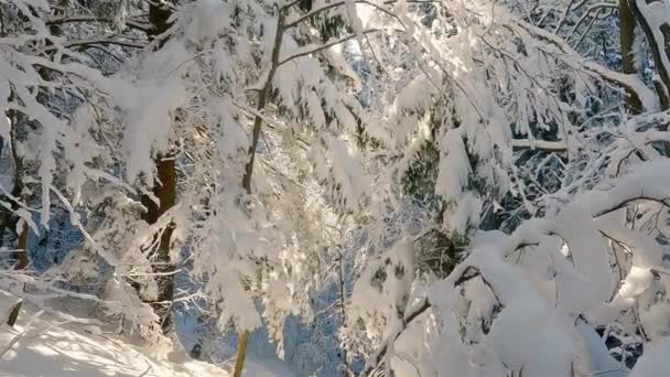 寒い屋外の自然の中で雪の木と冷凍冬の森 国立公園内の凍結自然の風景の中に晴れた日 平和な観光ハイキングの冒険の背景 — ストック動画