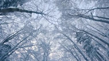 Reveal of frozen forest trees crowns in cold winter nature background travel outdoor adventure Tilt down 4k video