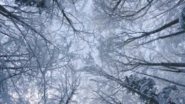 Look up view of frozen forest trees crowns in cold winter nature background travel outdoor adventure