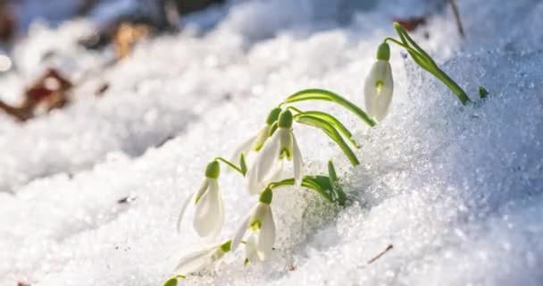 Snowdrop Flowers Blooming Sunny Spring Forest Nature Snow Melting Fast — Stockvideo