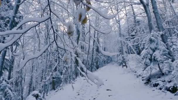 国家公园室外旅游背景下宁静自然景观中寒冷冬季森林小径上的冰冻雪树 — 图库视频影像
