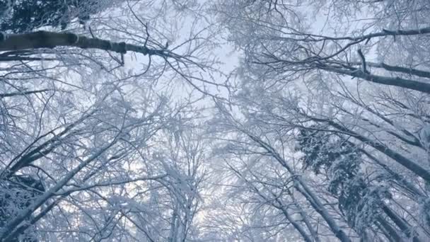 寒い冬の自然背景旅行屋外の冒険で凍結した森の木の冠の明らかに4Kビデオを下に傾ける — ストック動画