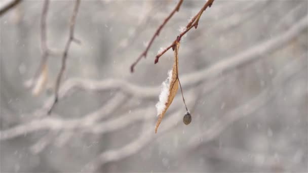Winter Background Snow Snowing Dry Linden Flower Tree Branch Peaceful — Vídeos de Stock