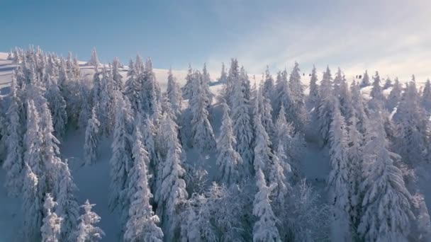 Aerial View Reveal Shot Winter Forest Alpine Mountains Nature Tourism — Vídeos de Stock