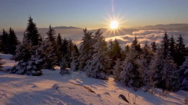 Panorama of Winter snowy forest in cold alpine mountains nature at colorful morning sunrise in Christmas time. Pan, Parnoramic view 4K 