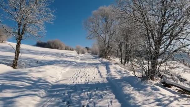 Hermoso Paseo Matutino Soleada Campiña Invernal Con Carretera Nevada Naturaleza — Vídeo de stock