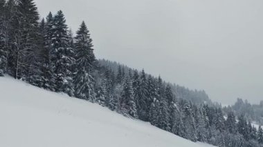 Soğuk kış ormanı arka planında gerçek kar yavaş yavaş yağıyor. Panoramik görünüm 