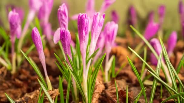 Closeup Fresh Pink Crocus Flowers Blooming Dew Drops Spring Morning — Vídeo de Stock