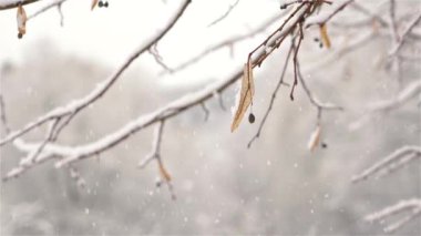 Soğuk Noel mevsiminde, karlı ıhlamur ağacının arka planında, sakin, donmuş doğada.
