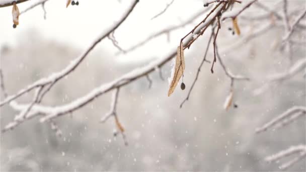 寒いクリスマスシーズンに平和な凍結自然で雪のリネンの木の枝と冬の背景 — ストック動画