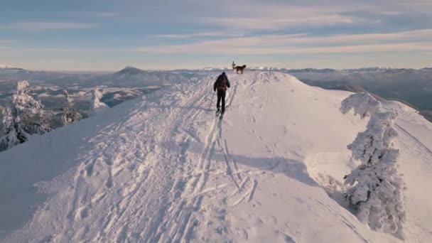 Homme Ski Randonnée Sommet Montagne Avec Ses Chiens Dans Nature — Video